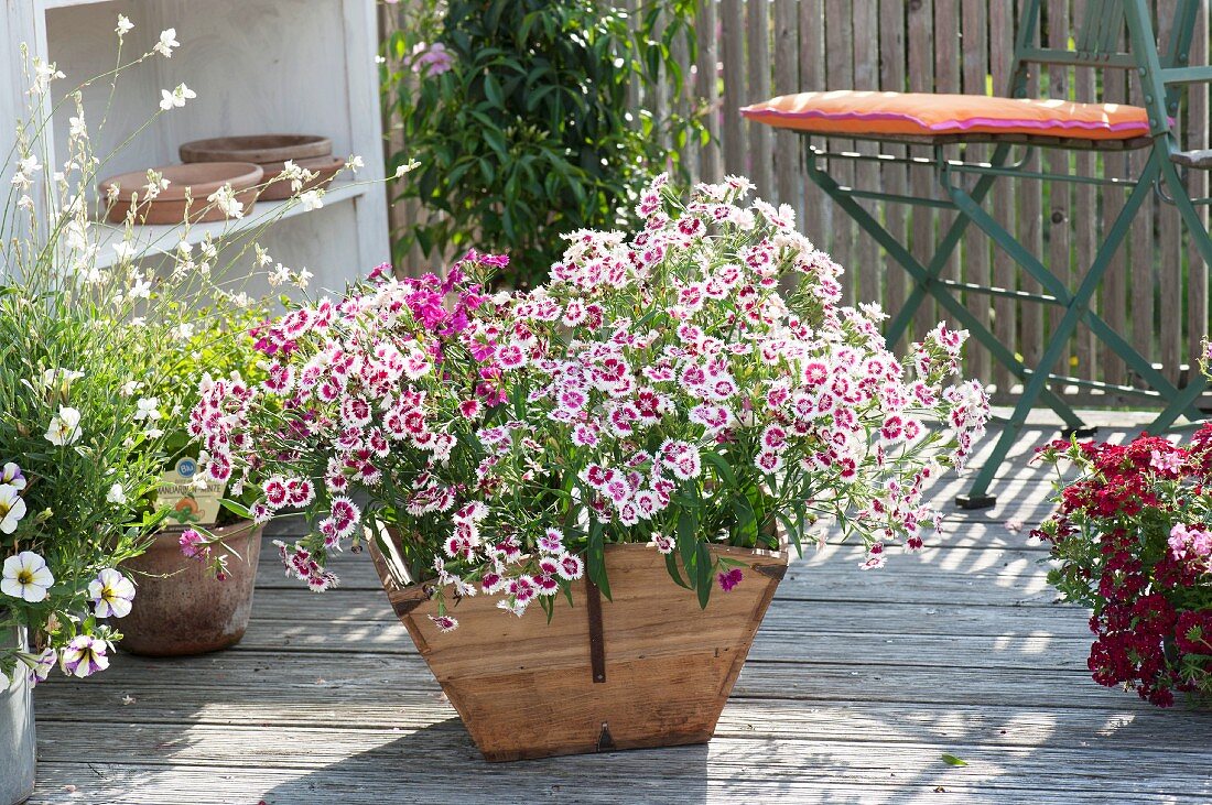 Dianthus 'Pink kisses' (pinks), Gaura (beeblossom) in wooden crate in front of chair