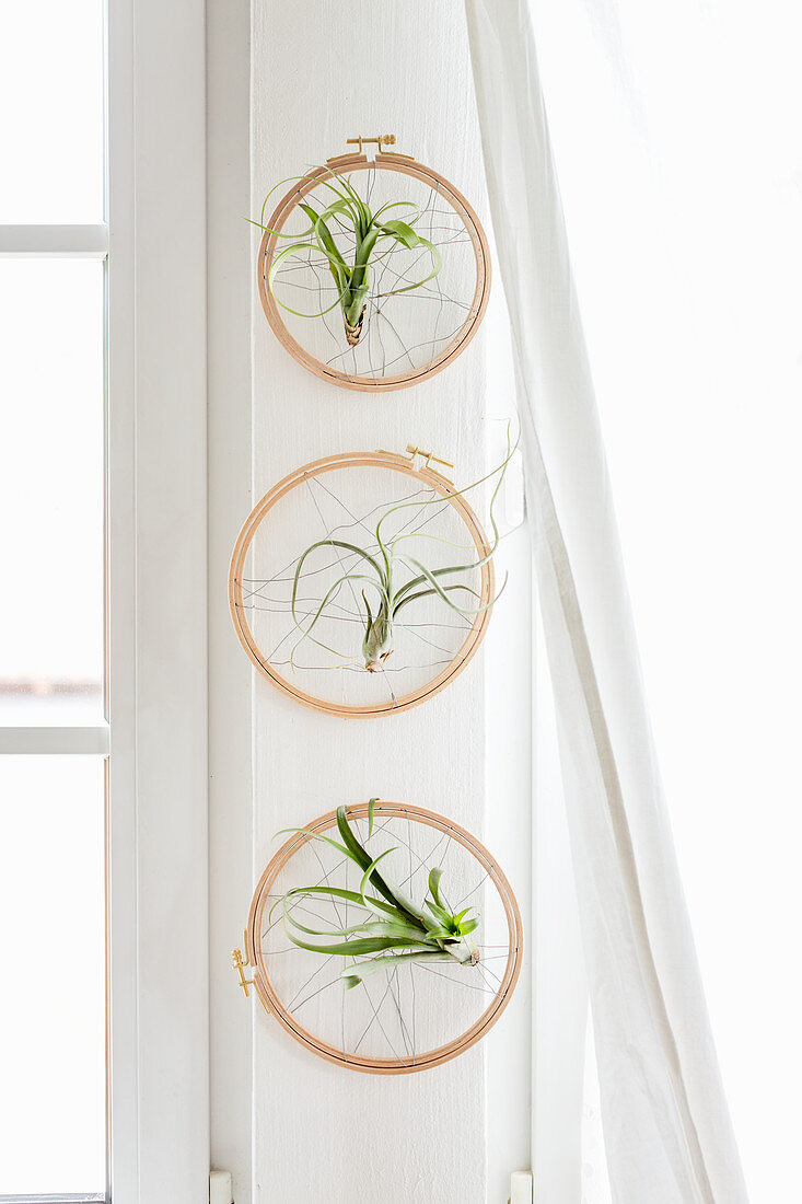Air plants mounted in embroidery hoops wrapped with wire