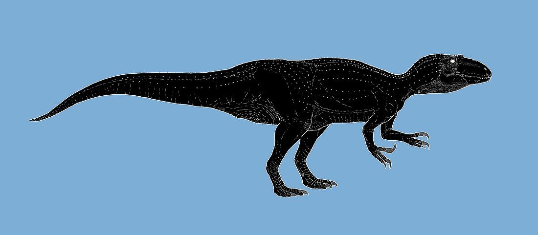 Megaraptor dinosaur, illustration