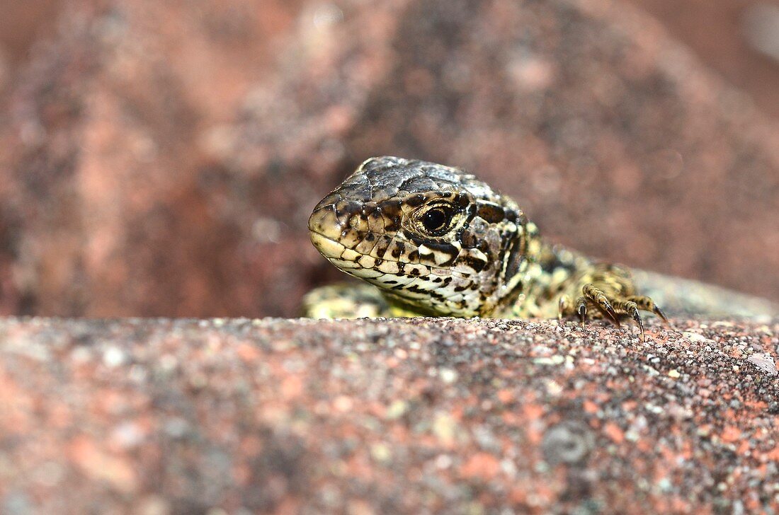 Female sand lizard