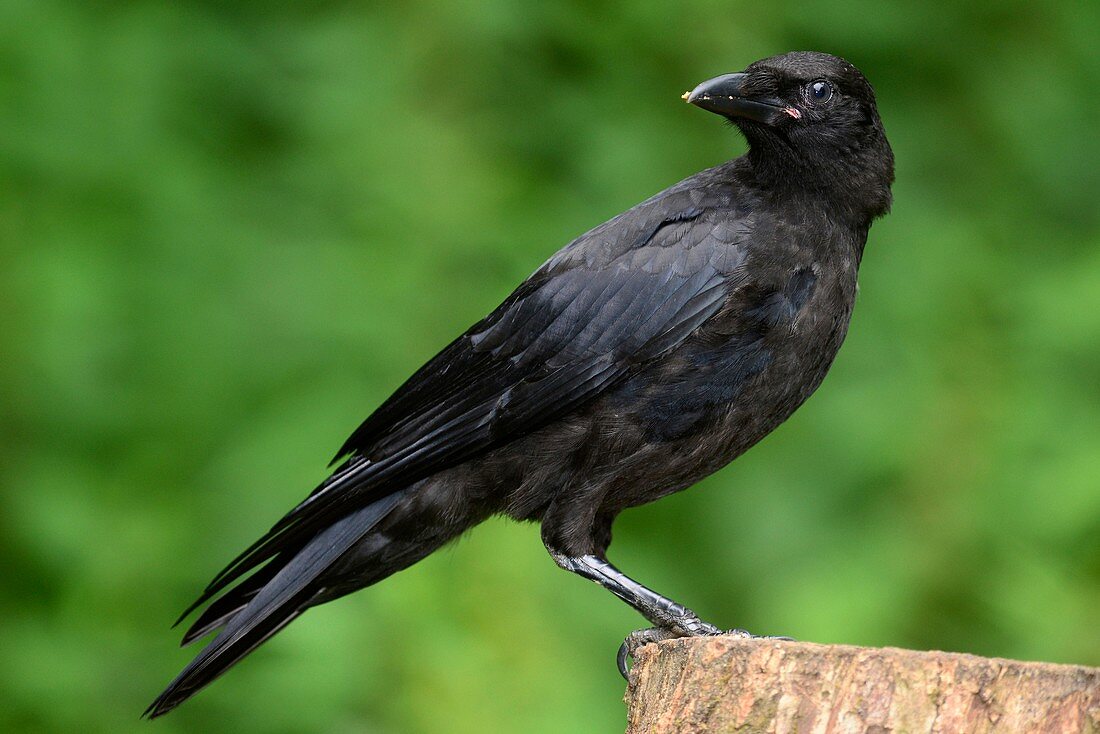 Juvenile carrion crow