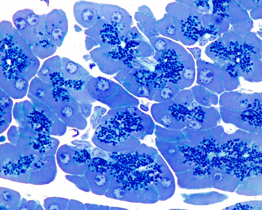 Pancreatic acin, light micrograph