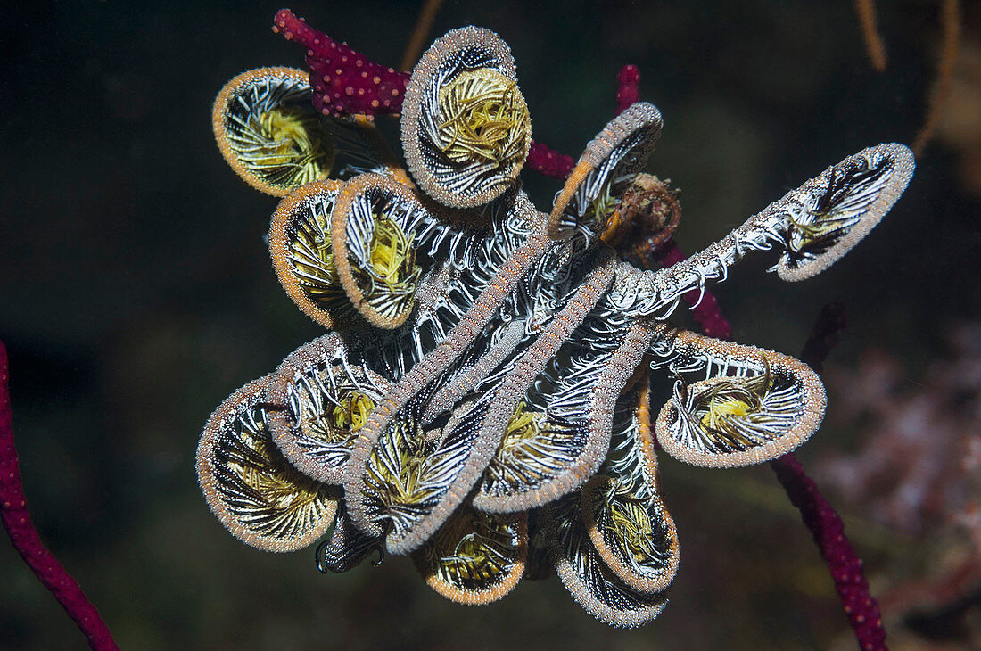 Featherstar on a reef, Indonesia