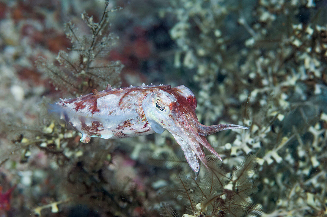 Papuan cuttlefish on a reef