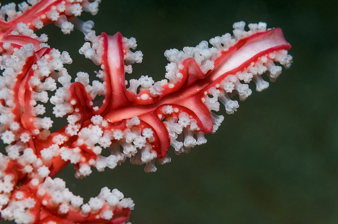Gorgonian coral on a reef