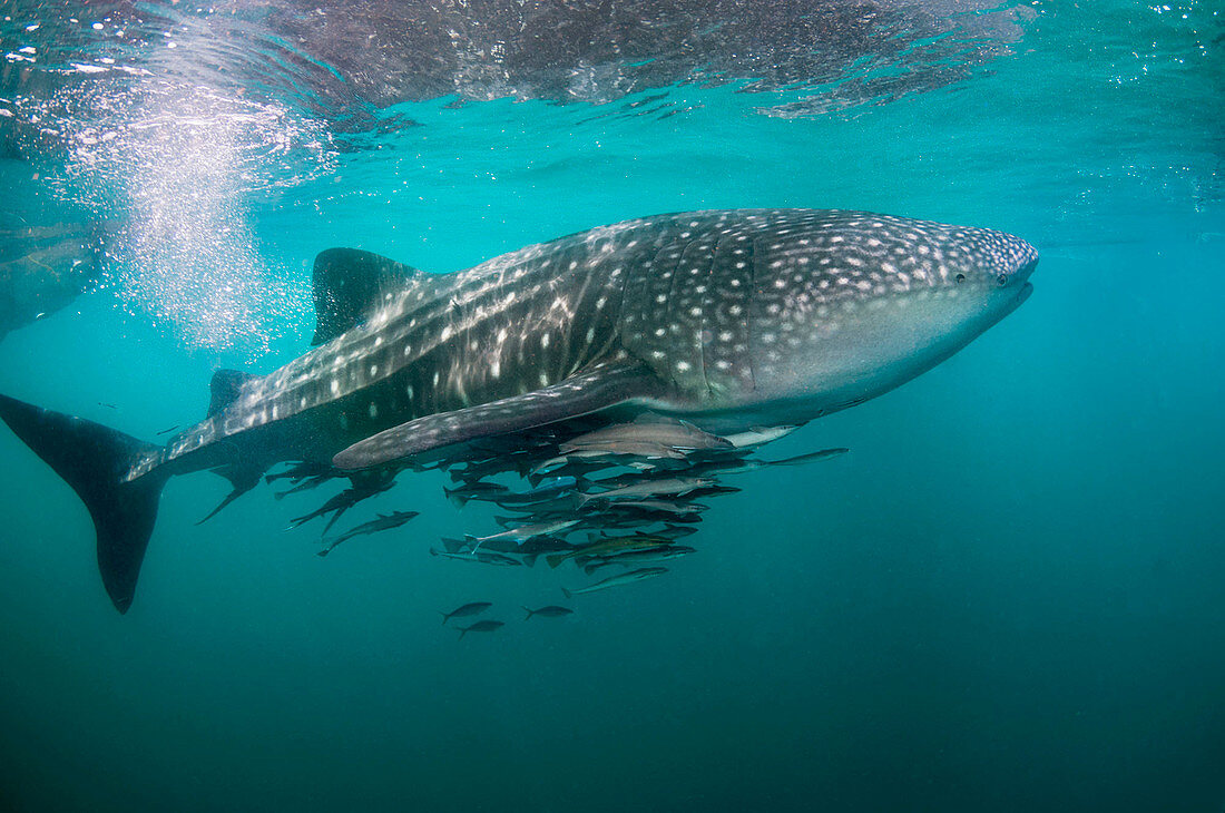 Whale shark and remoras