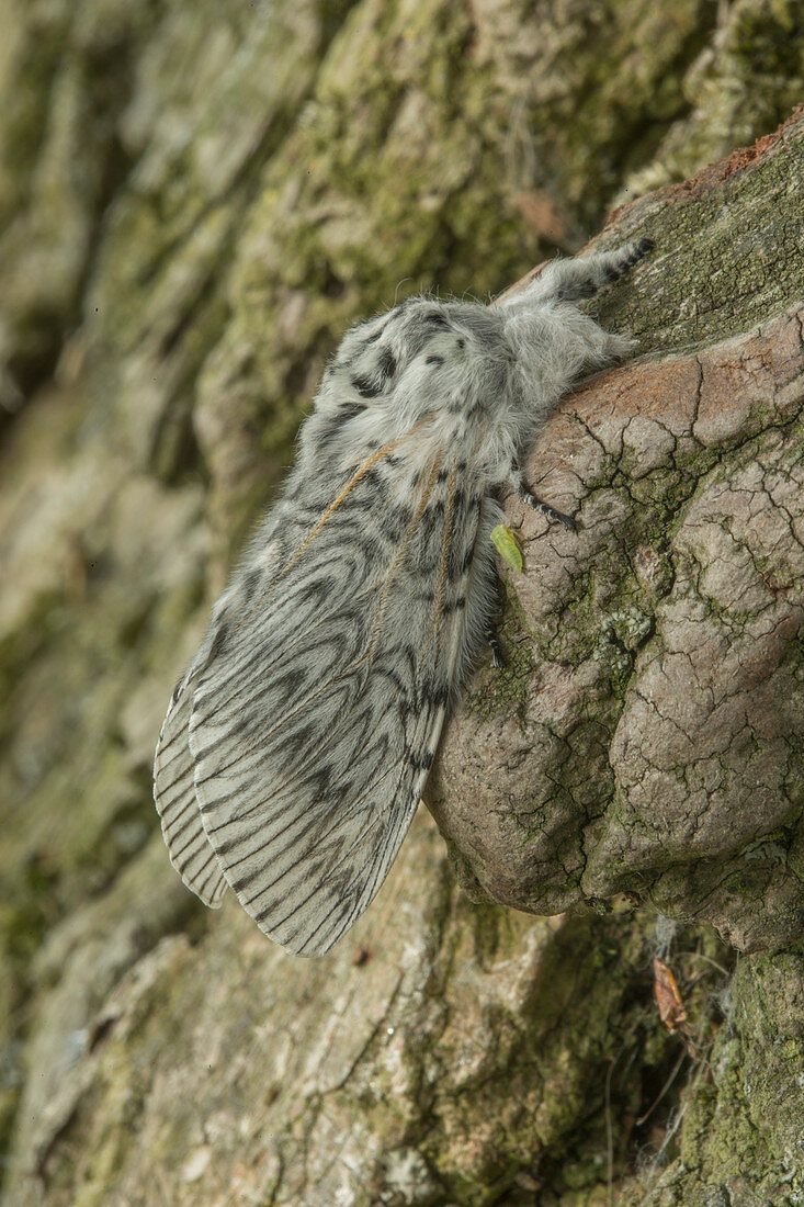 Puss moth on tree trunk