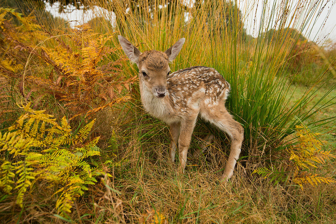 Red deer fawn