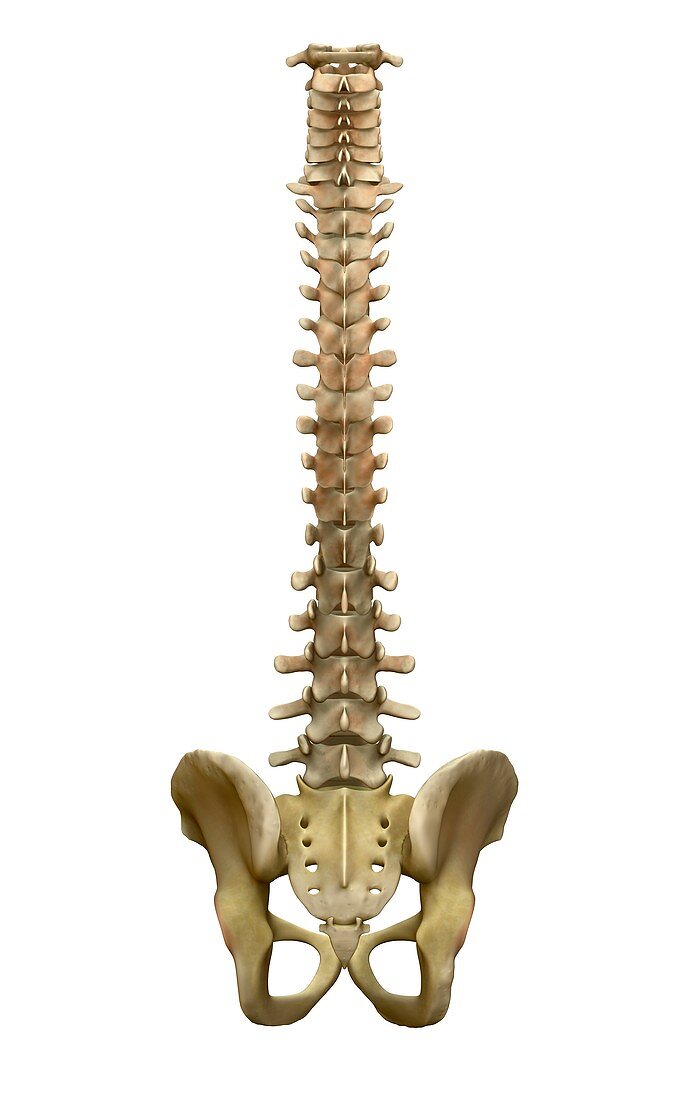 Human backbone, illustration