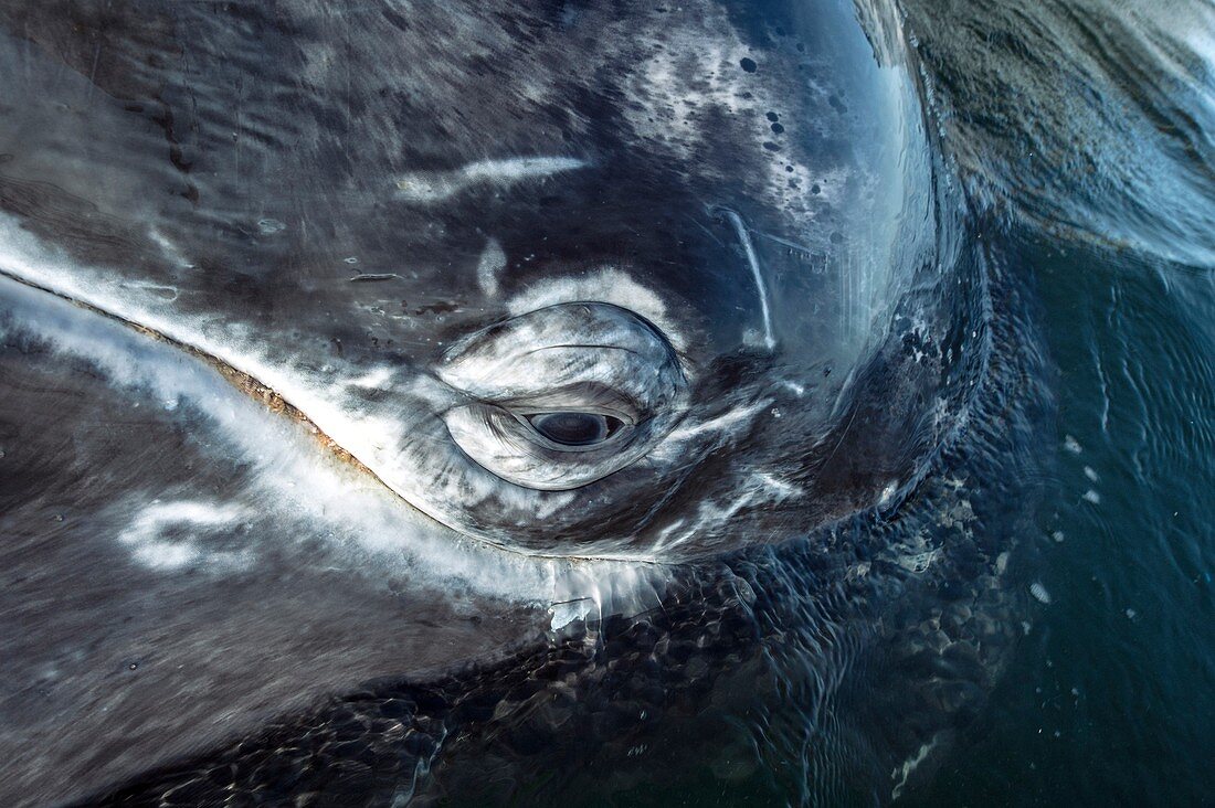 Grey whale eye