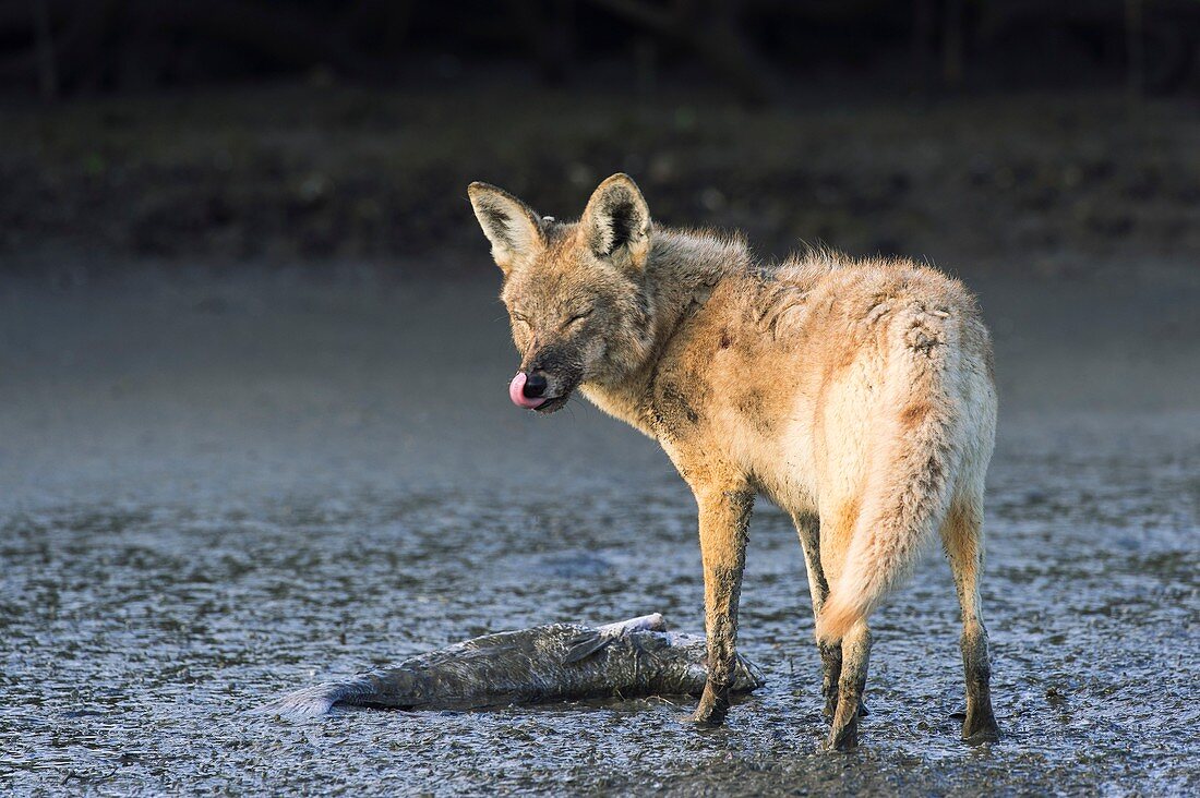 Coyote scavenging a dead fish