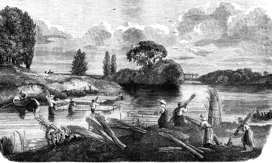 Retting hemp, 19th Century illustration