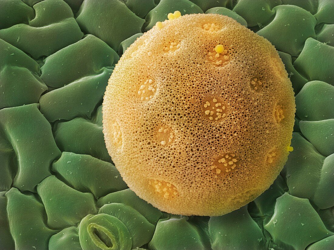Bindweed pollen grain, SEM