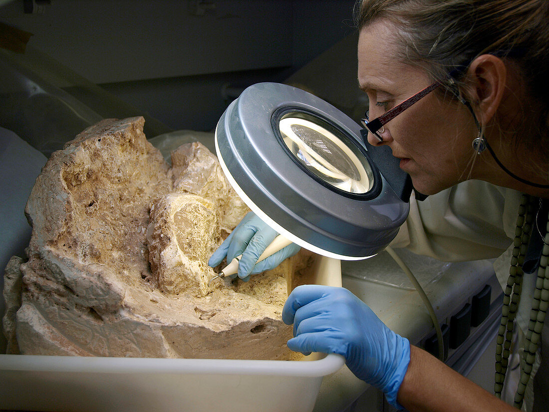 Fossil hominin skull extraction