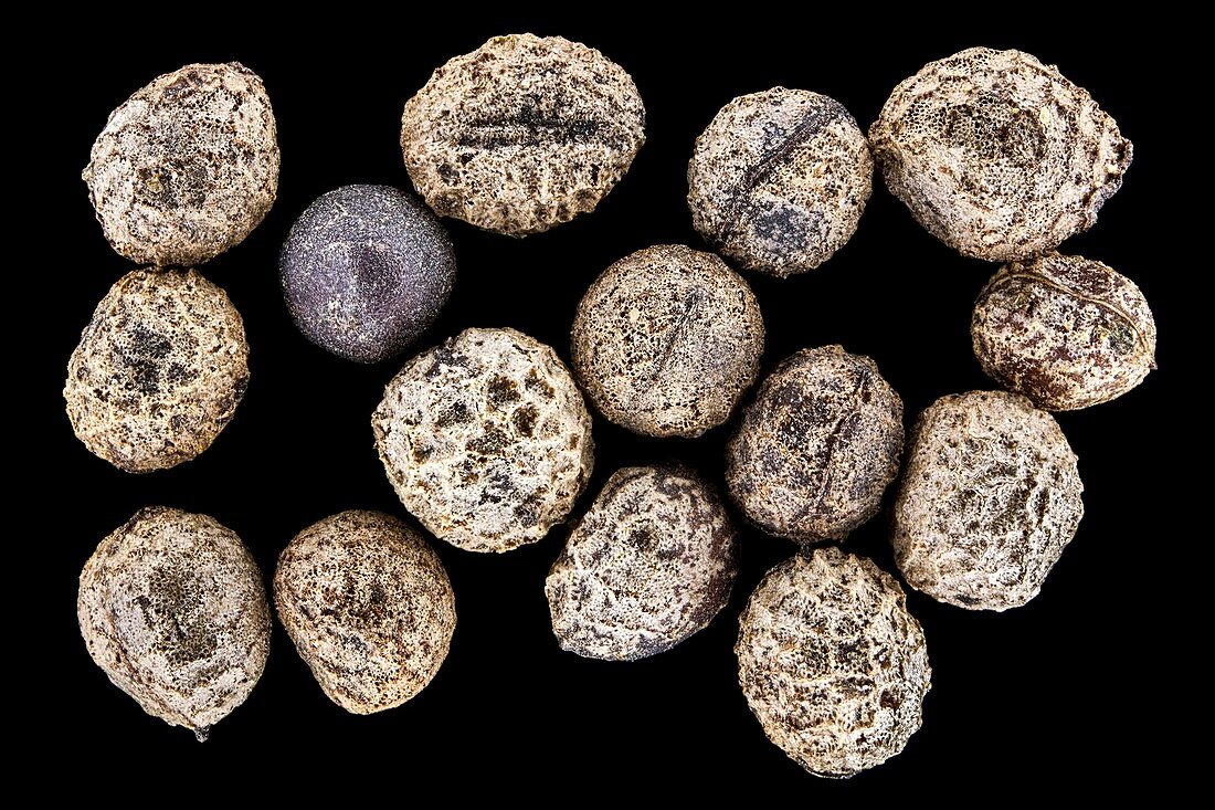 Wildflower seeds, macrophotograph