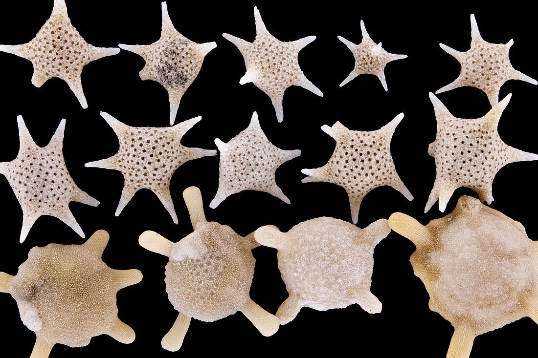 Foraminiferan shells, macrophotograph