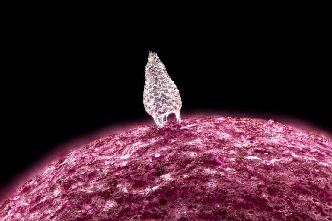 Radiolarian on a matchstick, macrophotograph