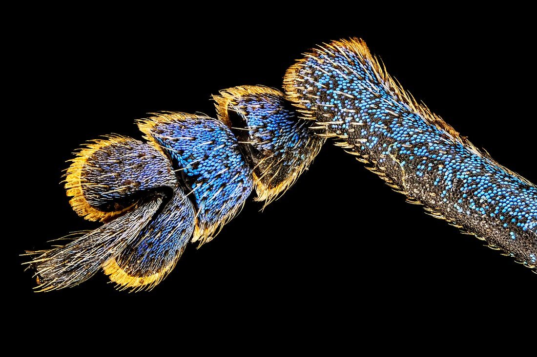 Weevil leg, macrophotograph