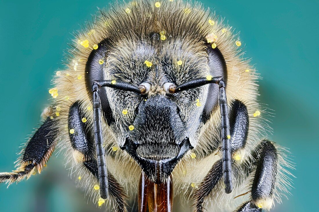 Honeybee with pollen, macrophotograph