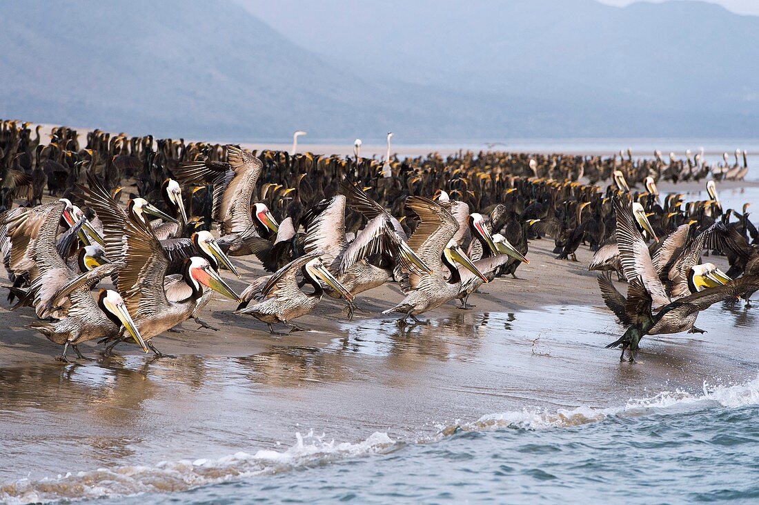 Brown pelicans flocking on a beach