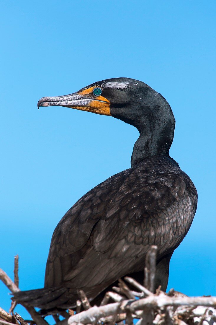 Double-crested cormorant on its nest