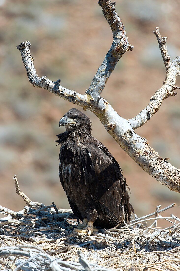 Bald eagle juvenile