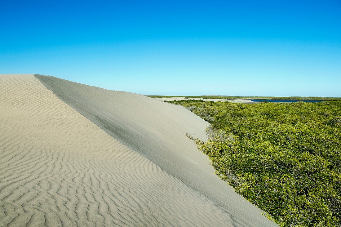 Sand dunes encroaching on mangroves