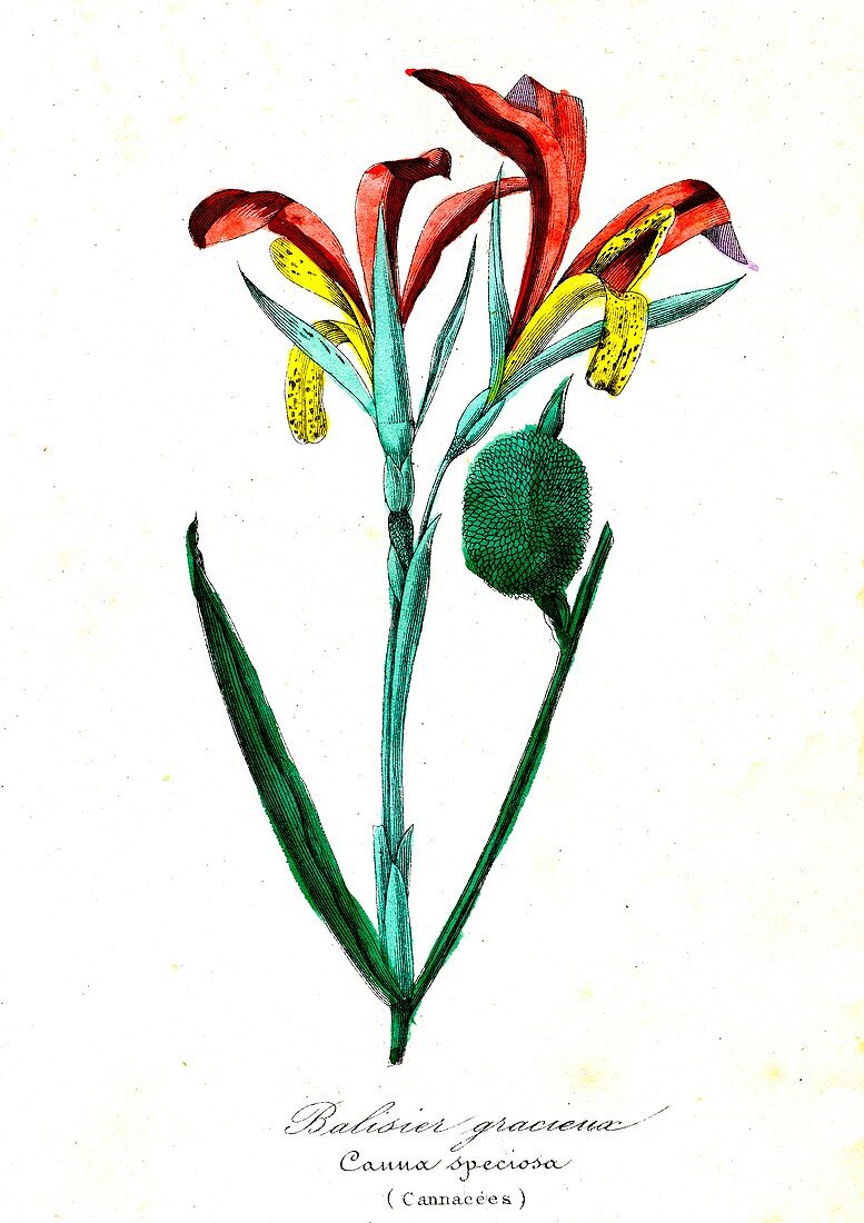 Canna speciosa flowers, 19th Century illustration
