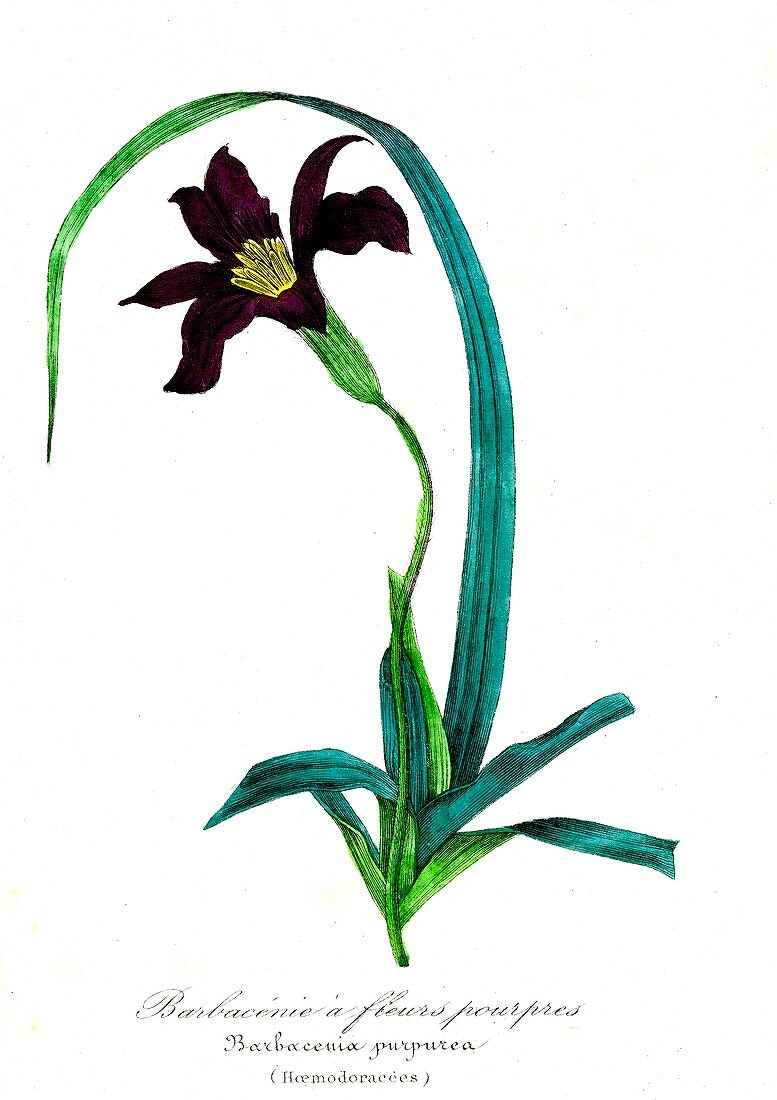 Barbacenia purpurea flower, 19th C illustration
