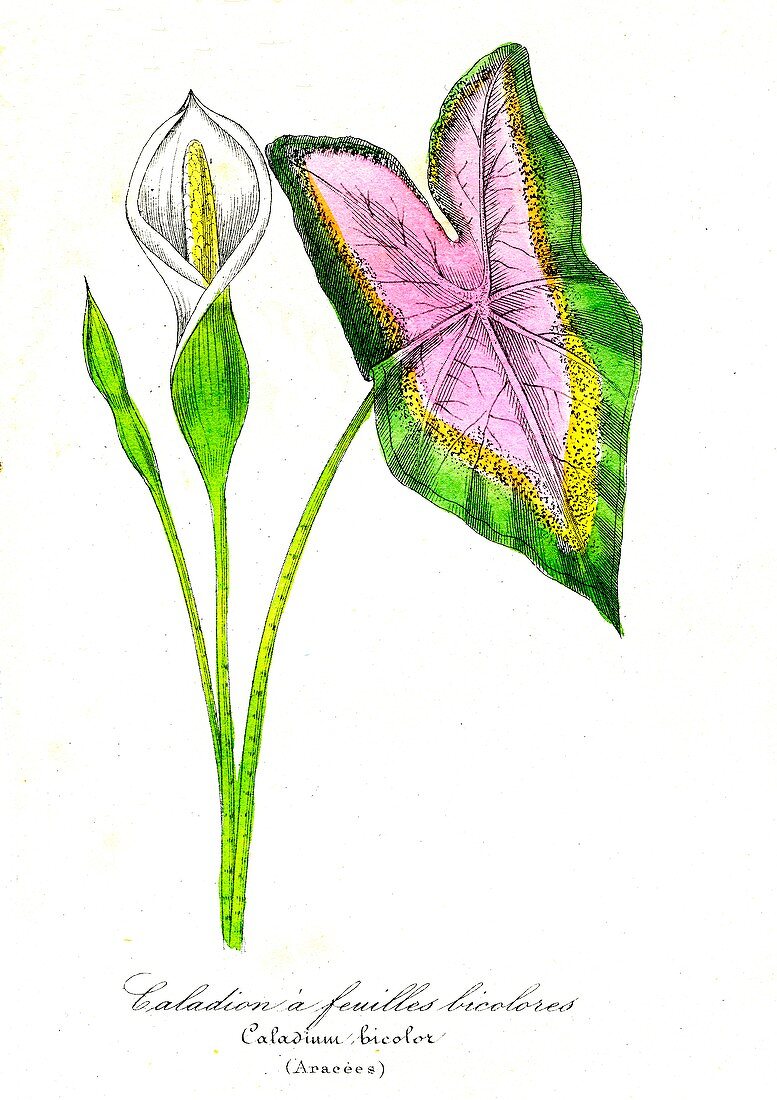 Elephant ear flower, 19th C illustration