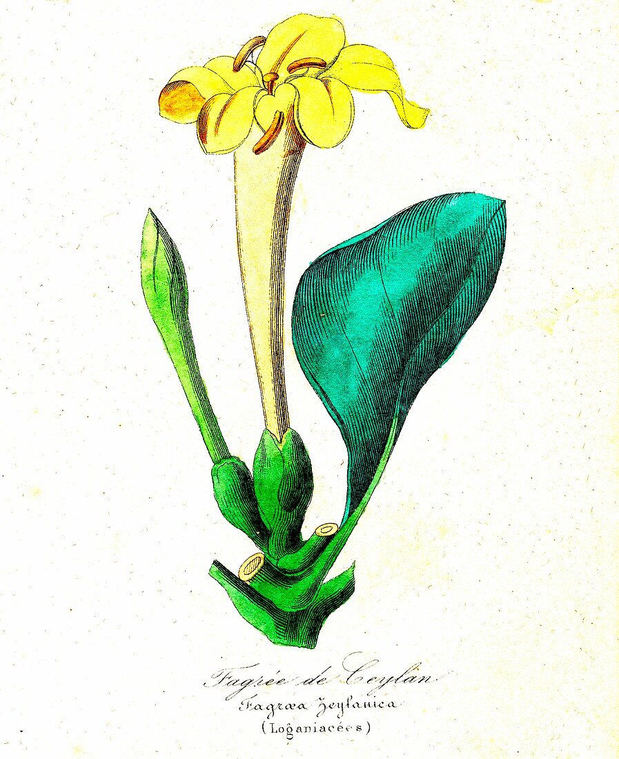 Fagroea zeylanica flowers, 19th C illustration