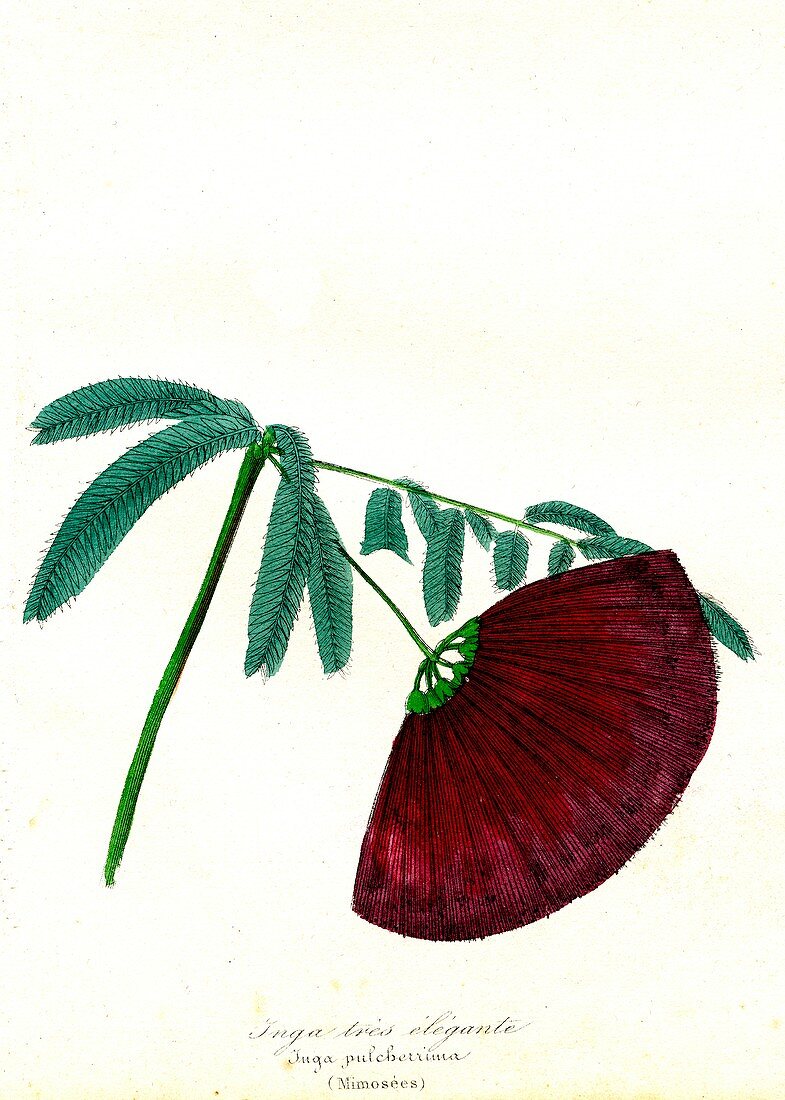 Inga pulcherrima flower, 19th Century illustration