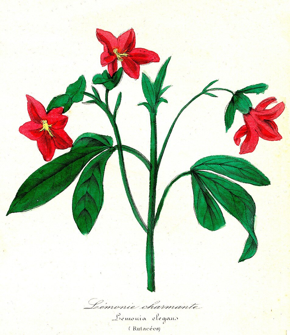 Lemonia elegans flowers, 19th Century illustration