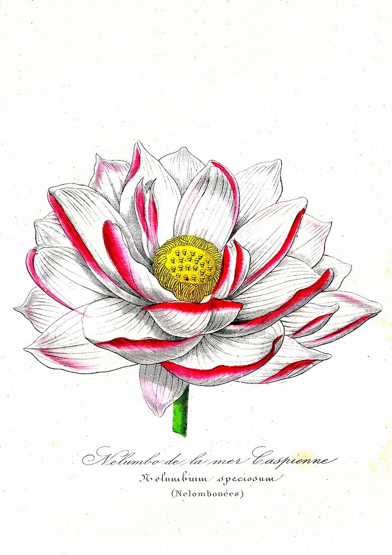 Lotus flower, 19th C illustration