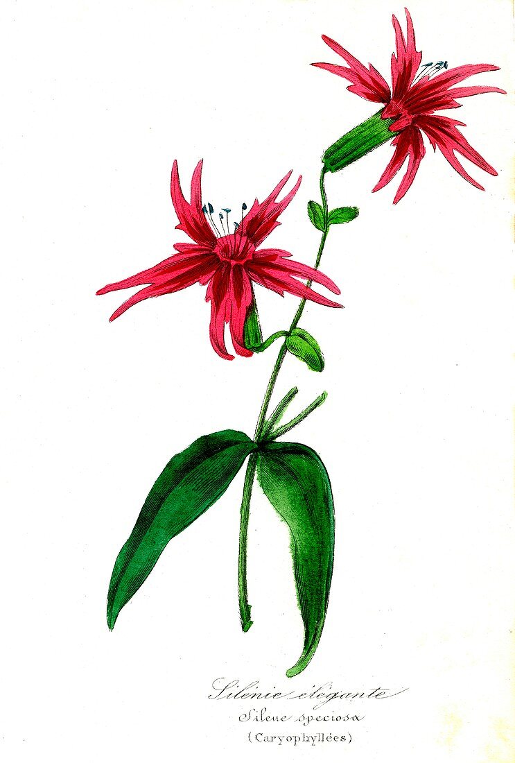 Campion (Silene speciosa), 19th C illustration