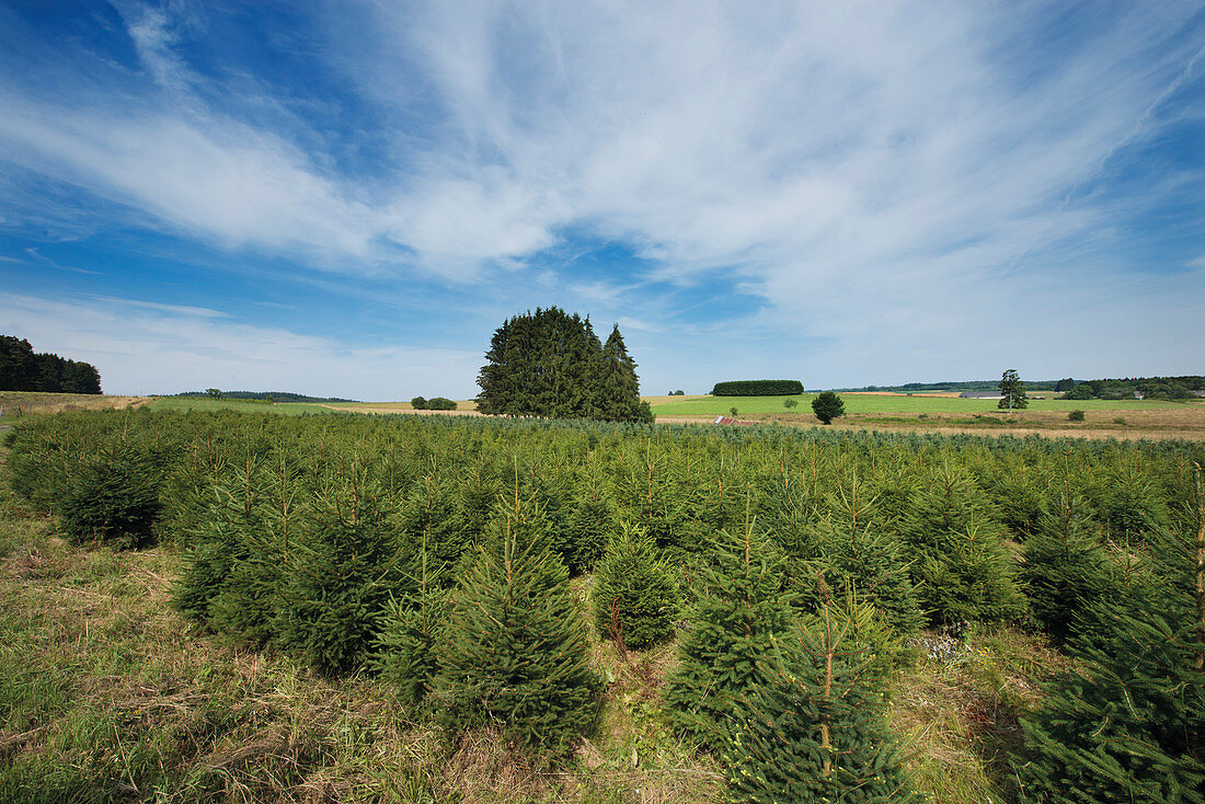 Christmas tree plantation
