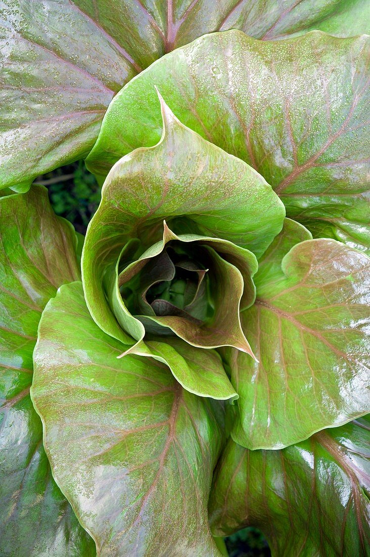 Leaf rosette of Cardiocrinum giganteum