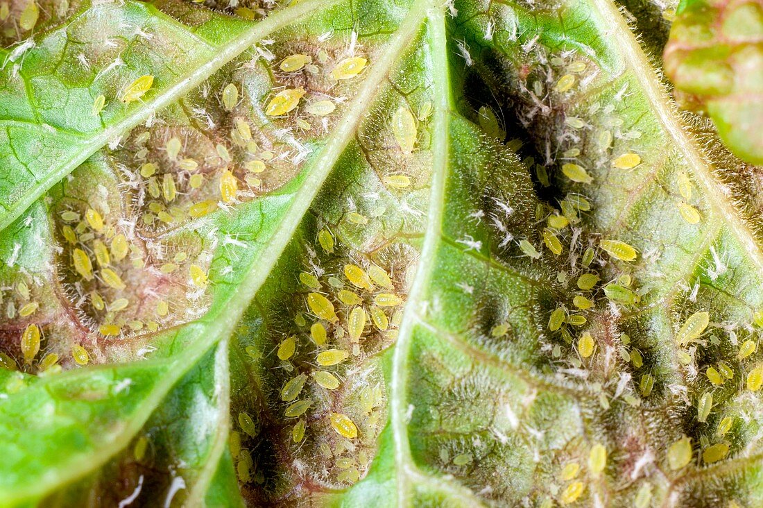 Blister aphids on redcurrant leaf