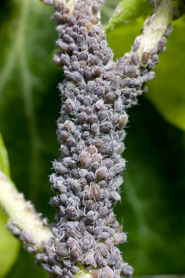 Ivy aphid infestation on Hedera helix