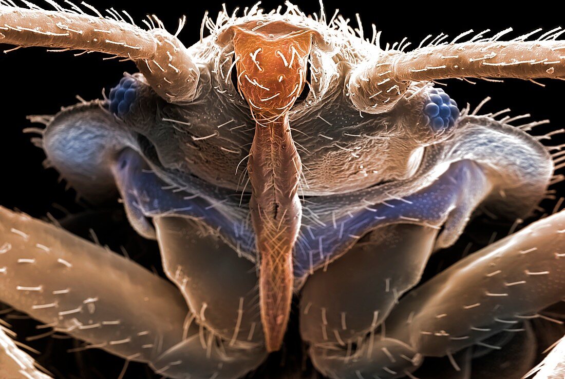Bed bug (Cimex lectularius), SEM