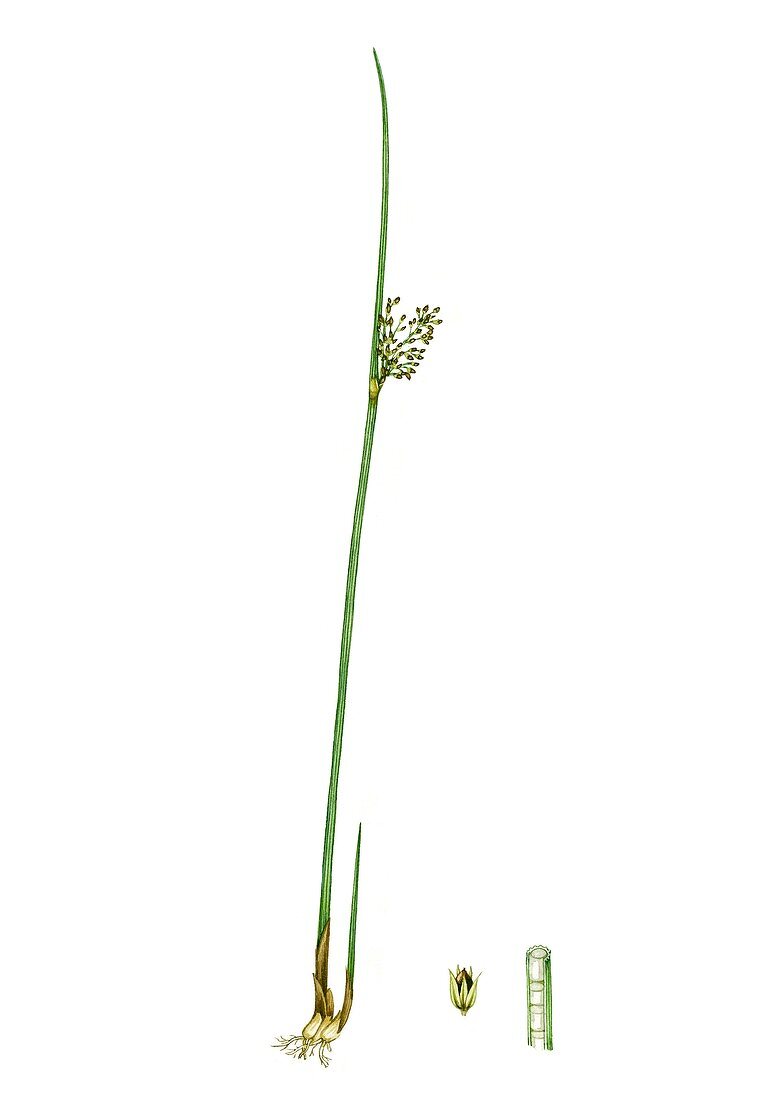 European meadow rush (Juncus inflexus), illustration