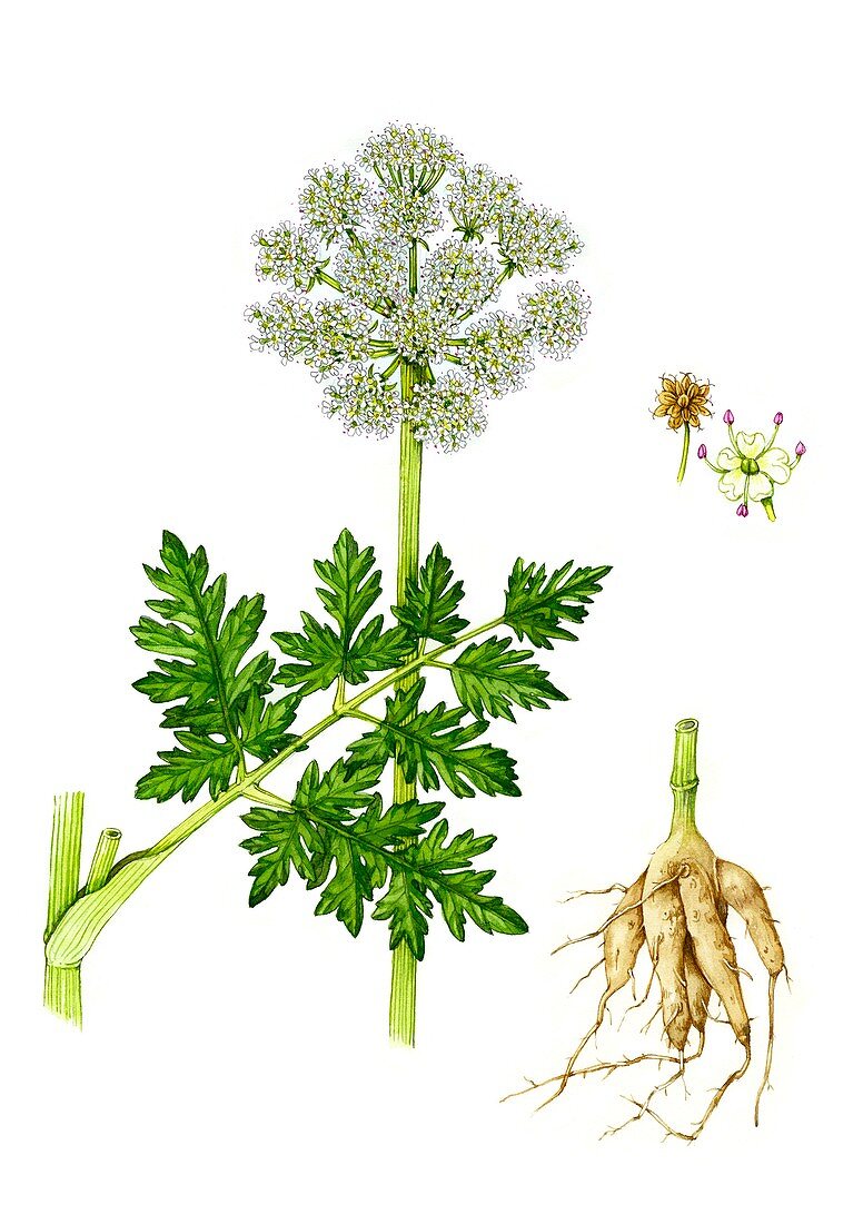 Hemlock water dropwort (Oenathe crocata), illustration