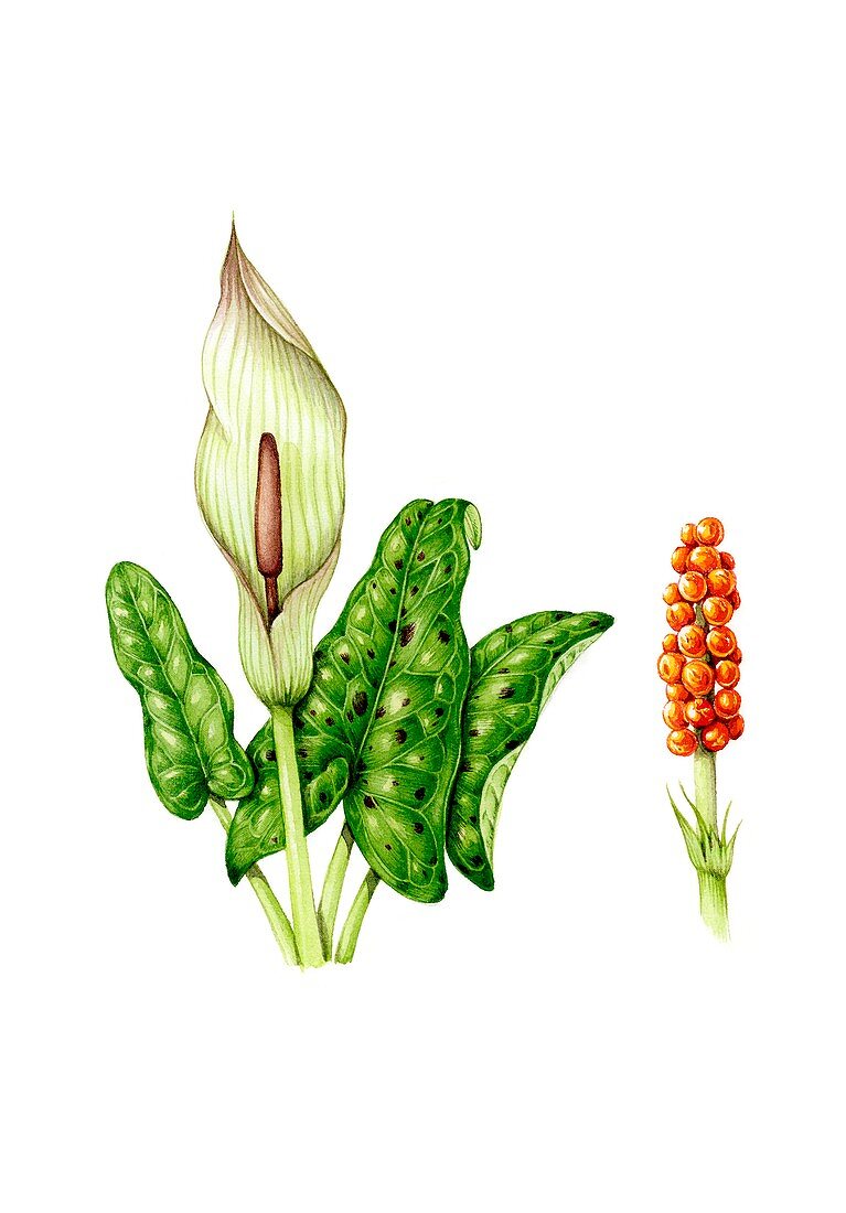 Lords-and-ladies (Arum maculatum) in flower, illustration