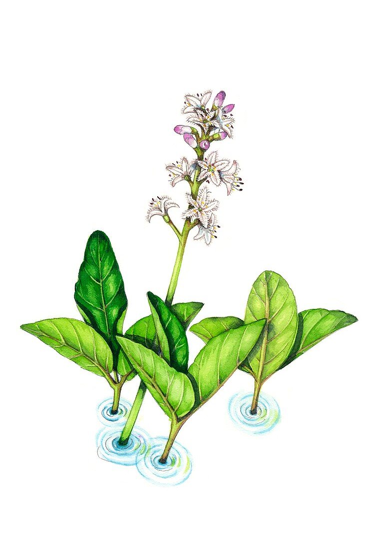 Bog bean (Menyanthes trifoliata) in flower, illustration