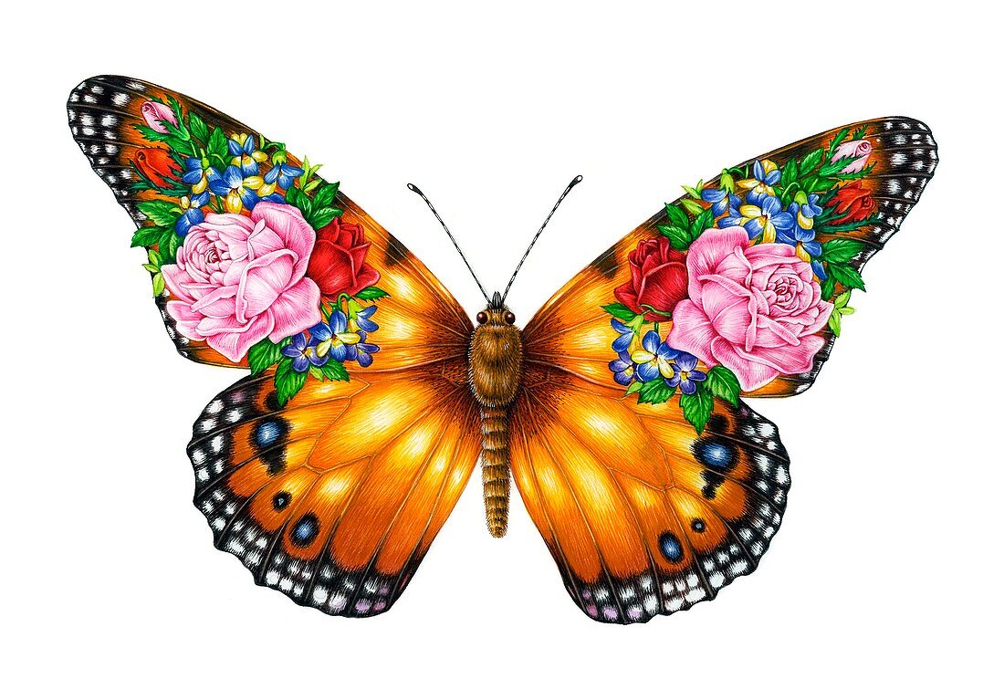 Bouquet butterfly, illustration