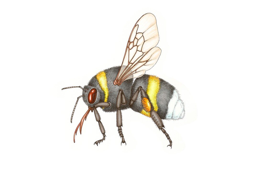 Bumblebee, illustration