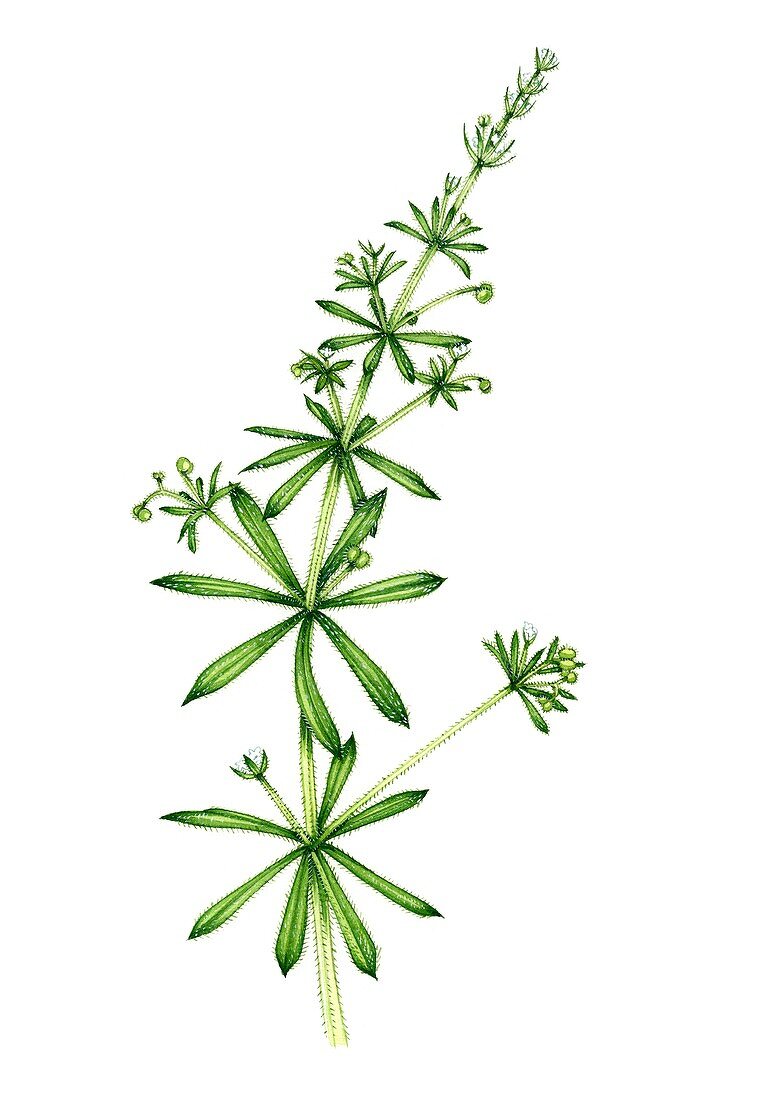 Stickyweed (Galium aparine) in flower, illustration