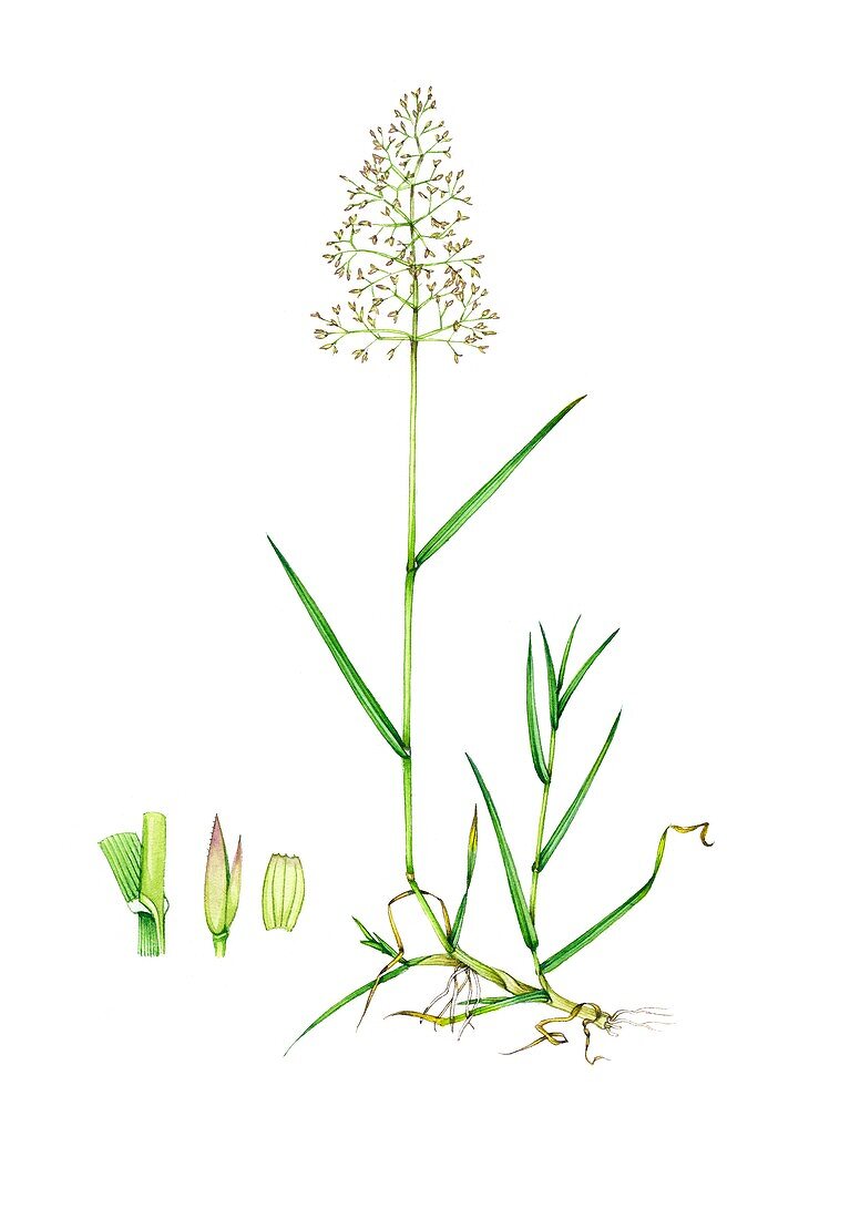 Common bent (Agrostis capillaris), illustration