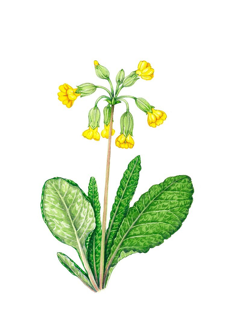 Cowslip (Primula veris) in flower, illustration