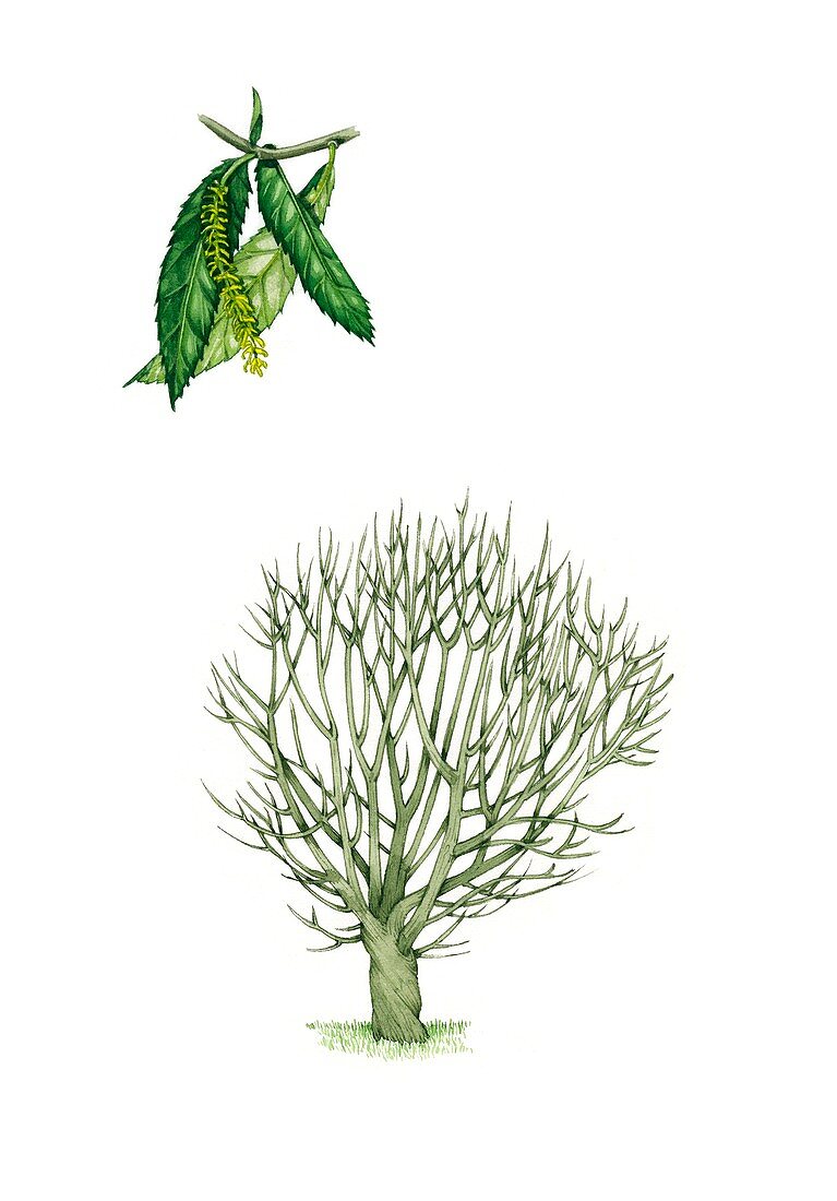 Crack willow (Salix fragilis), illustration